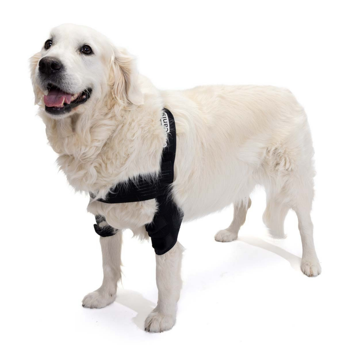 Órtese de Cotovelo para Cães com Artrose Reabilitação Canina