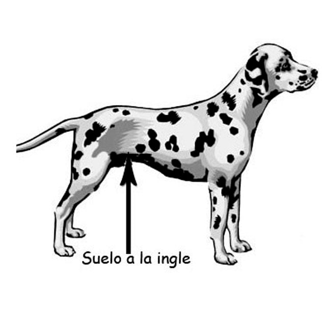 Cadeiras de Rodas Para Cães Adaptados | Auxilio e Apoio Total