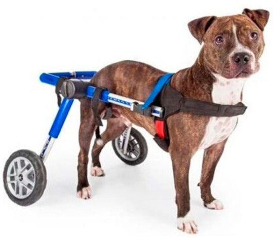 Cadeiras de Rodas Para Cães Adaptados | Auxilio e Apoio Total