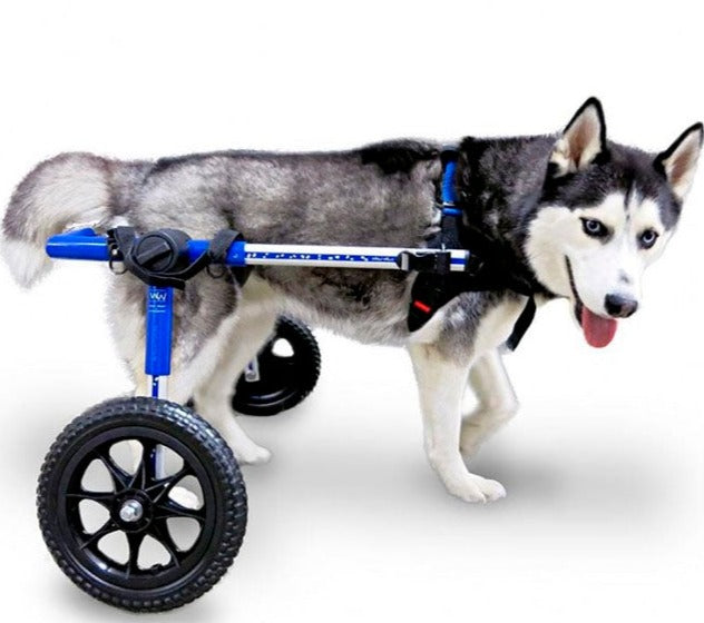 Cadeiras de Rodas Para Cães Adaptados | Auxilio e Apoio Total