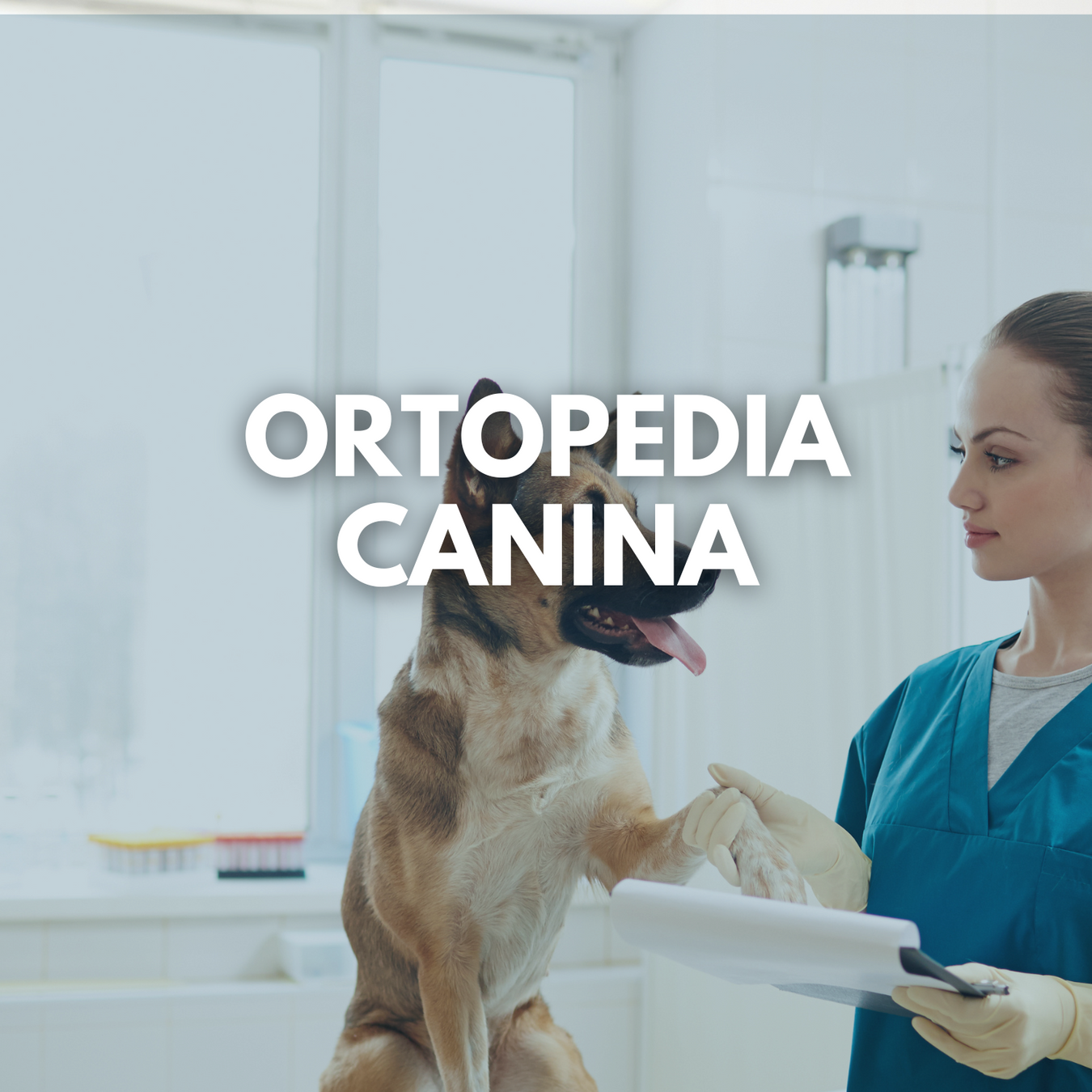 Ortopedia Canina