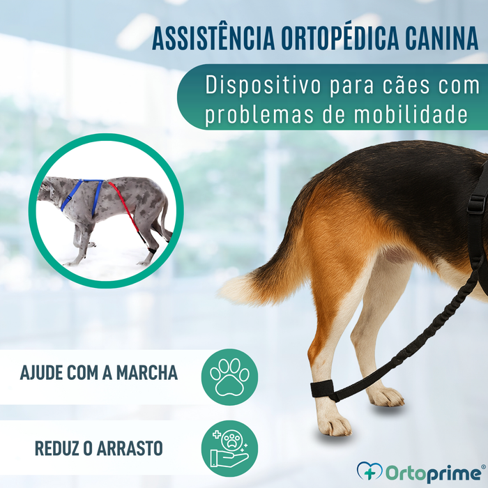 Dispositivo para Ataxia Canina | Assistência a Cães
