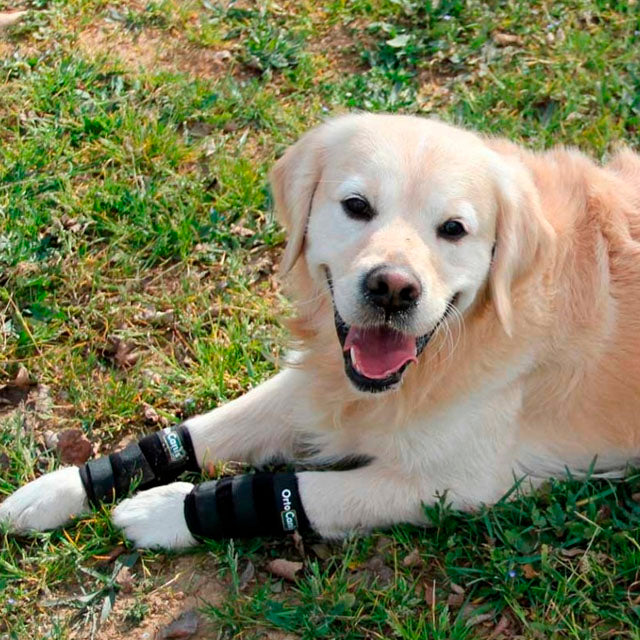 Suporte Elástico para Cães com Lesões nos Tendões ou Musculares