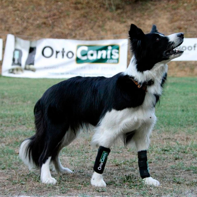 Suporte Elástico para Cães com Lesões nos Tendões ou Musculares