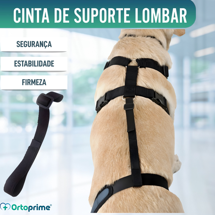 Cinta Canina de Sujeição Lombar para Imobilizador de Joelho