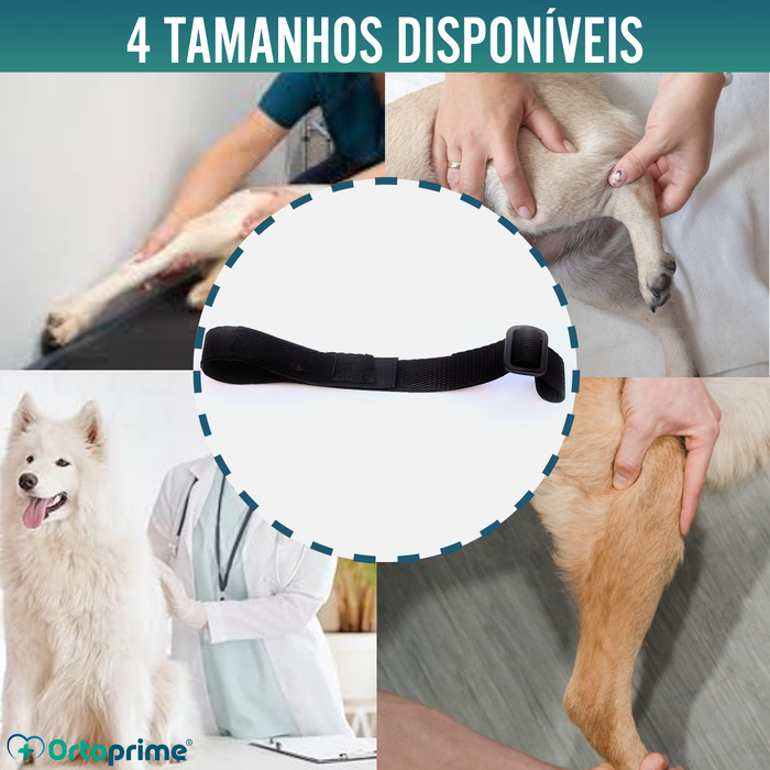 Cinta Canina de Sujeição Lombar para Imobilizador de Joelho