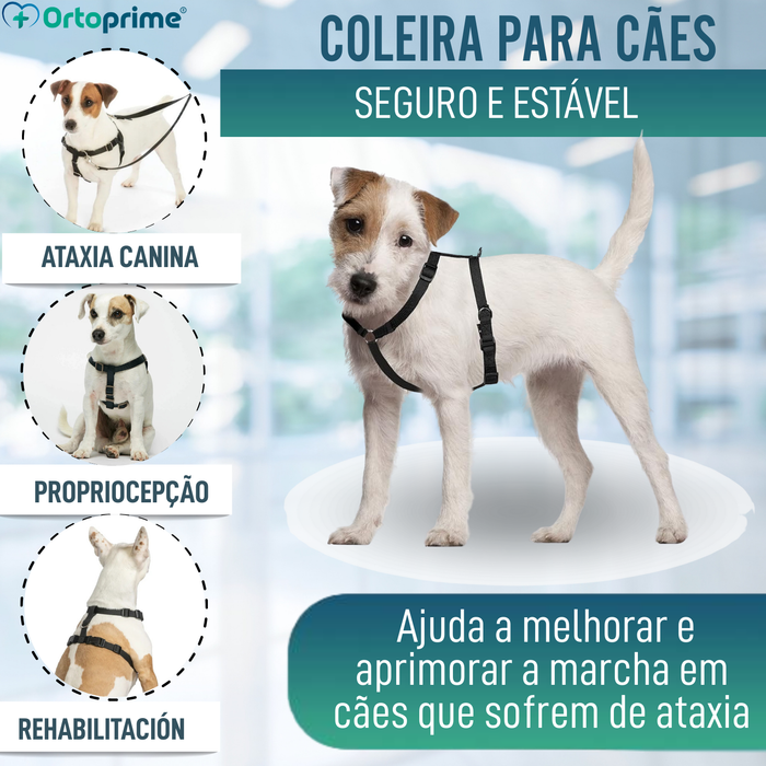 Arnês Canino para Reabilitação Neurológica | 5 Tamanhos