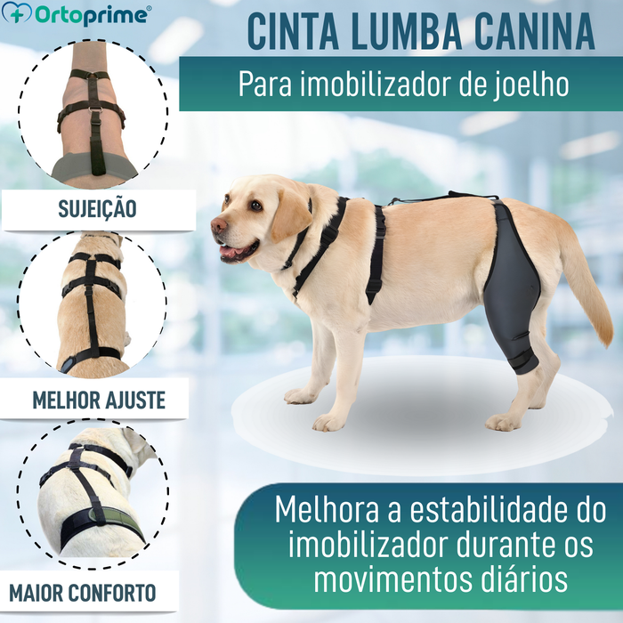 Cinta Canina de Sujeição Lombar para Imobilizador de Joelho