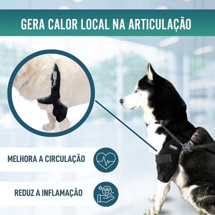 Órtese de Cotovelo para Cães com Artrose Reabilitação Canina