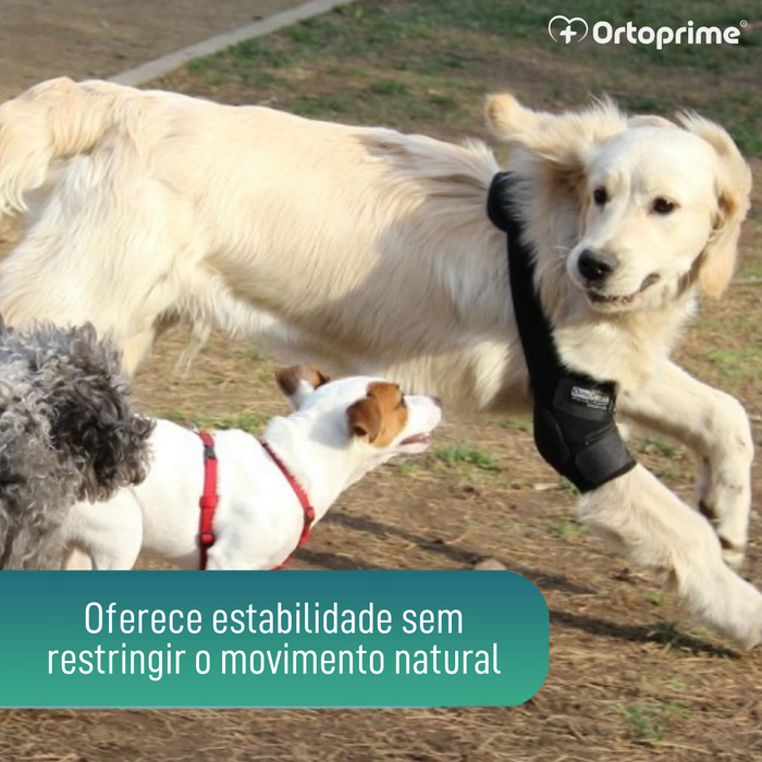 Órtese de Cotovelo para Cães com Artrose Reabilitação Canina