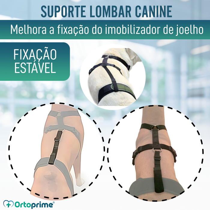 Cinta Canina de Sujeição Lombar para Imobilizador de Joelho