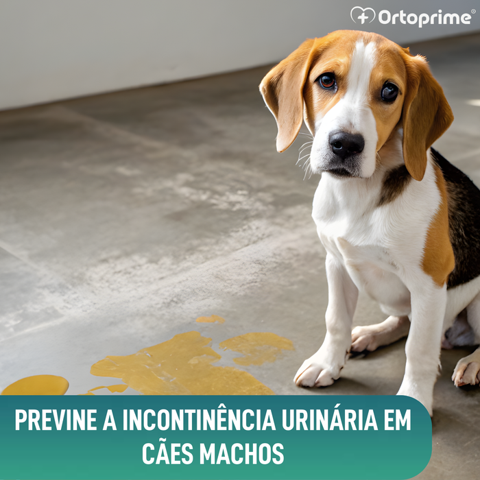 Faixa Antigoteo para Incontinência Canina | Cão Macho
