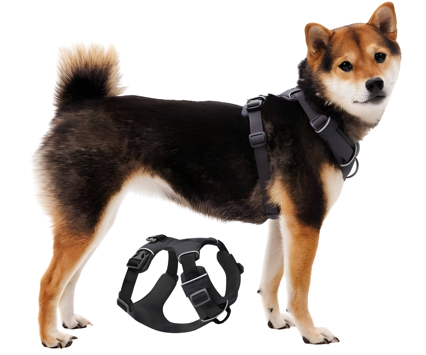 Arnês Acolchoado para Cães de Uso Diário | Dupla Fixação