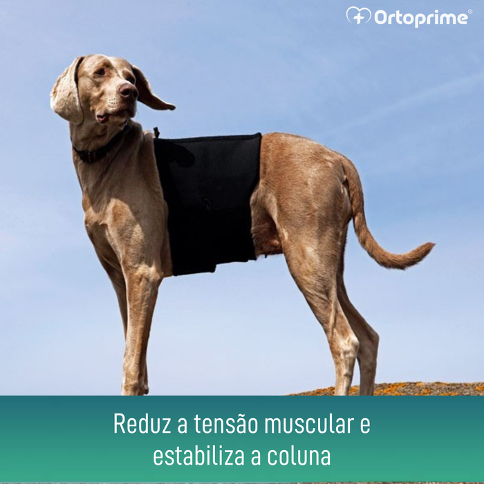 Suporte Térmico Canino Back on Track | Cinta para as Costas